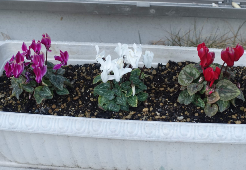 鹿児島ディサービス　園芸　花