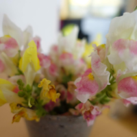 鹿児島ディサービス　花　金魚草