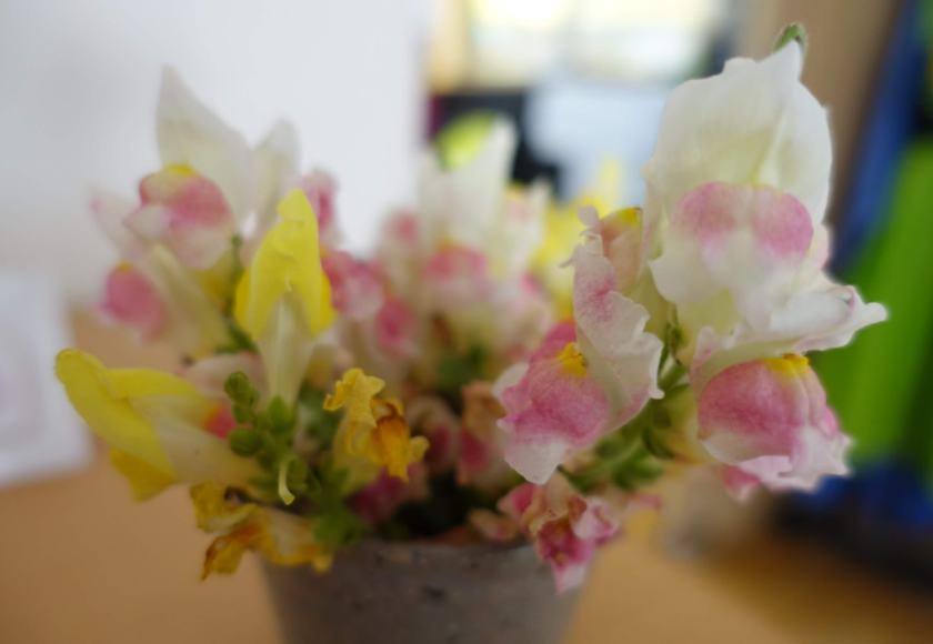 鹿児島ディサービス　花　金魚草