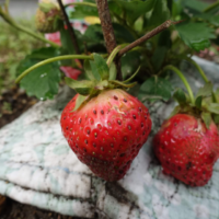 鹿児島ディサービス　園芸　イチゴ