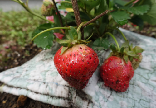 鹿児島ディサービス　園芸　イチゴ