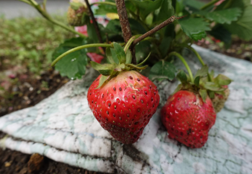 鹿児島ディサービス　園芸　イチゴ