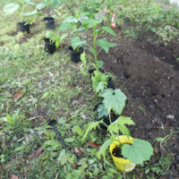 鹿児島ディサービス　園芸　苗