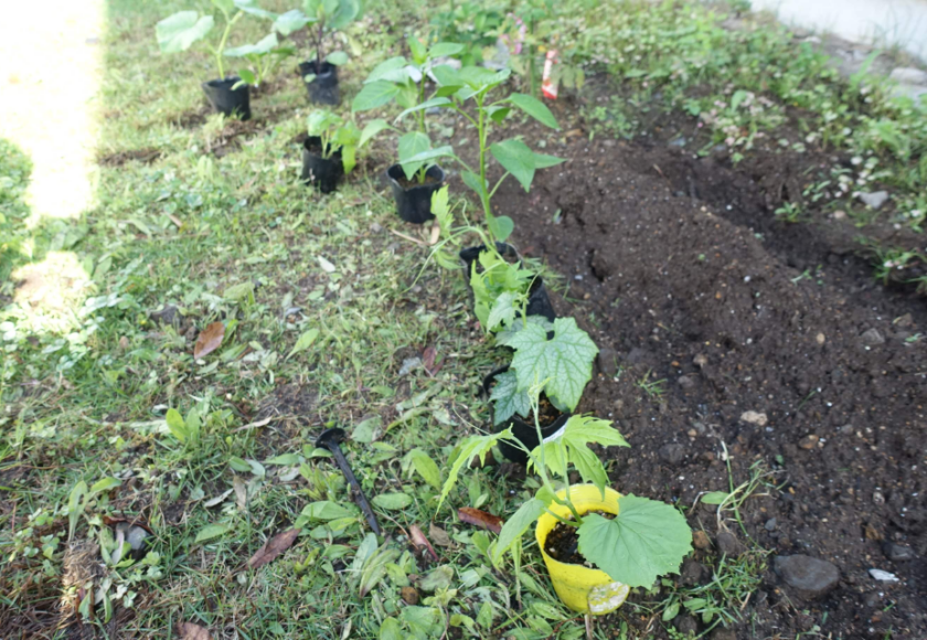 鹿児島ディサービス　園芸　苗