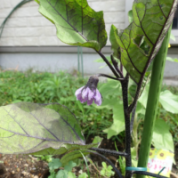 鹿児島ディサービス　園芸　野菜