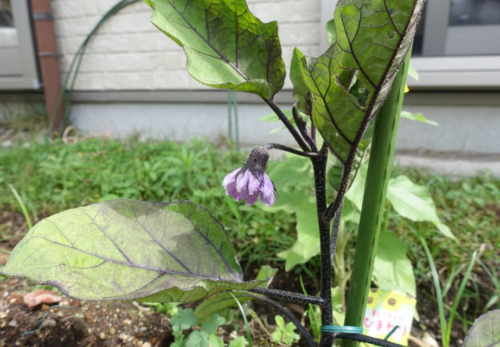 鹿児島ディサービス　園芸　野菜