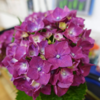 鹿児島ディサービス 花 紫陽花