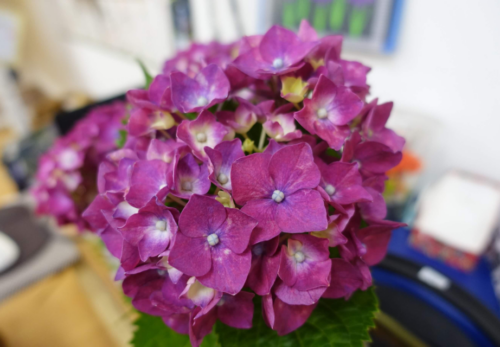 鹿児島ディサービス 花 紫陽花