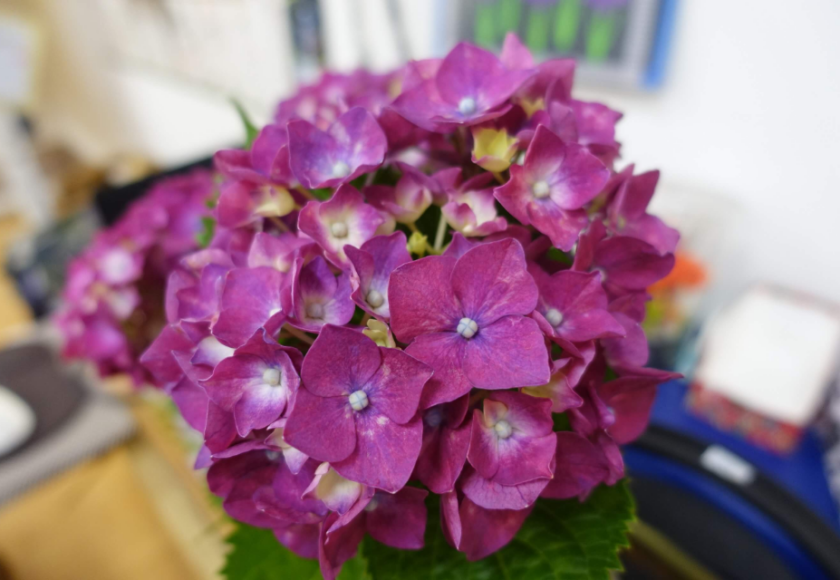鹿児島ディサービス 花 紫陽花